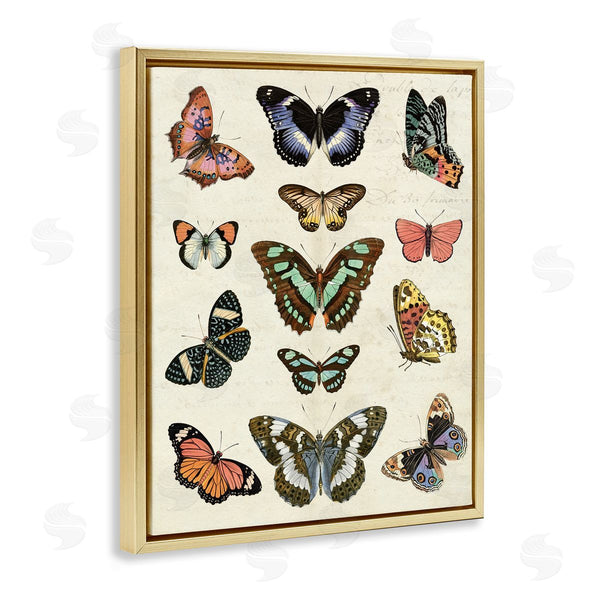 Stupell Industries Susan Arnot | Vintage Butterfly Breeds