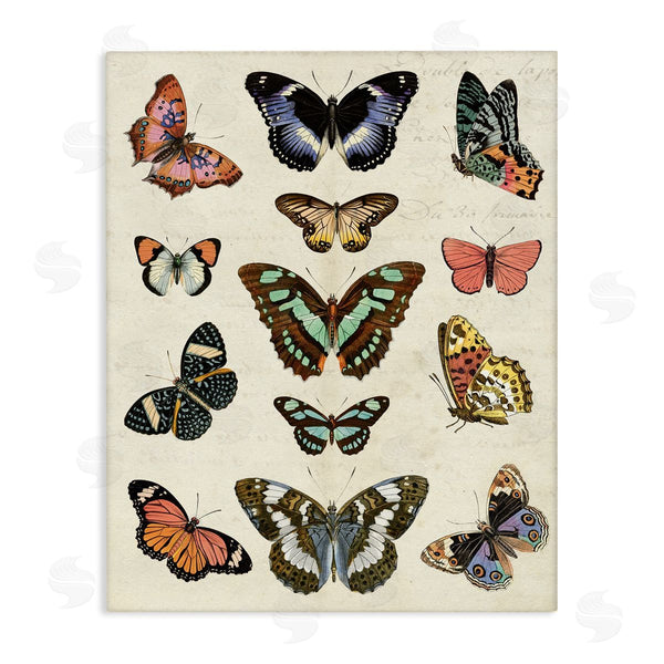 stupell industries Susan Arnot | Vintage Butterfly Breeds
