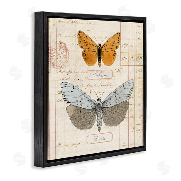 Stupell Industries Susan Arnot | Vintage Butterfly Specimen