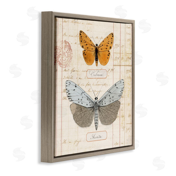 Stupell Industries Susan Arnot | Vintage Butterfly Specimen