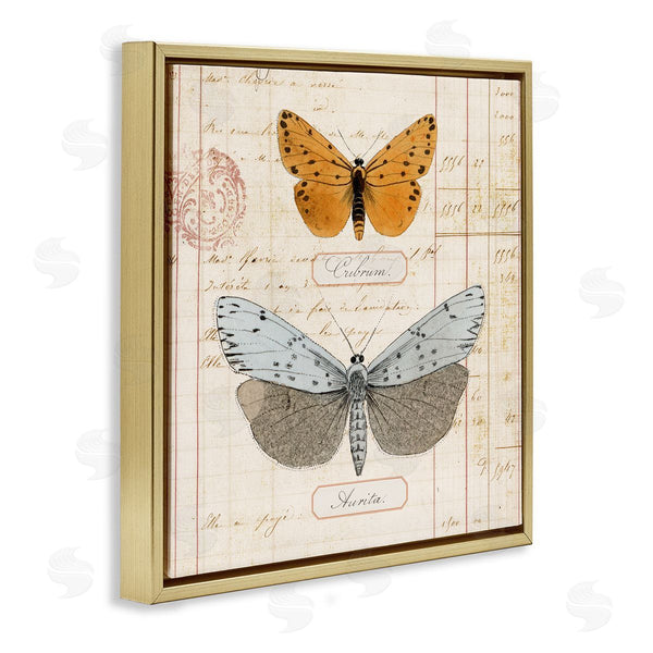 Stupell Industries Susan Arnot | Vintage Butterfly Specimen