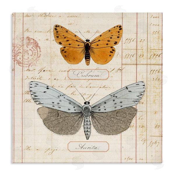 stupell industries Susan Arnot | Vintage Butterfly Specimen