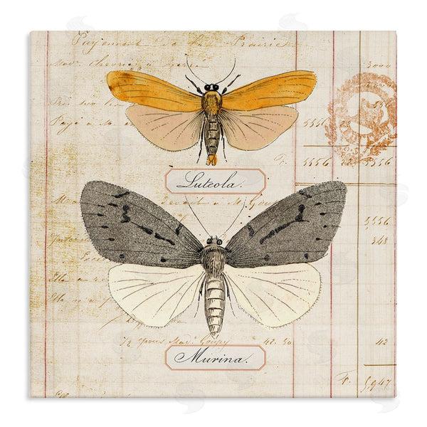 stupell industries Susan Arnot | Yellow & Grey Butterflies