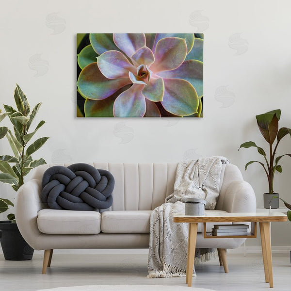 Stupell Industries Susan Bryant | Blooming Succulent Leaves Wall Art