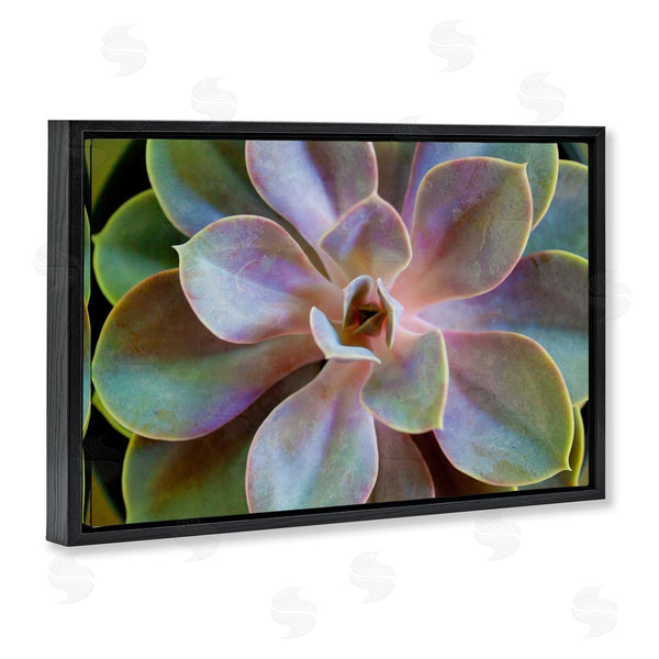 Stupell Industries Susan Bryant | Blooming Succulent Leaves Wall Art