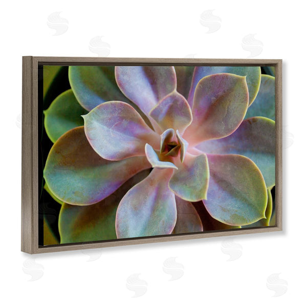 Stupell Industries Susan Bryant | Blooming Succulent Leaves Wall Art