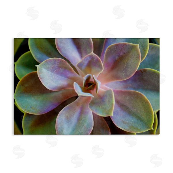 stupell industries Susan Bryant | Blooming Succulent Leaves Wall Art