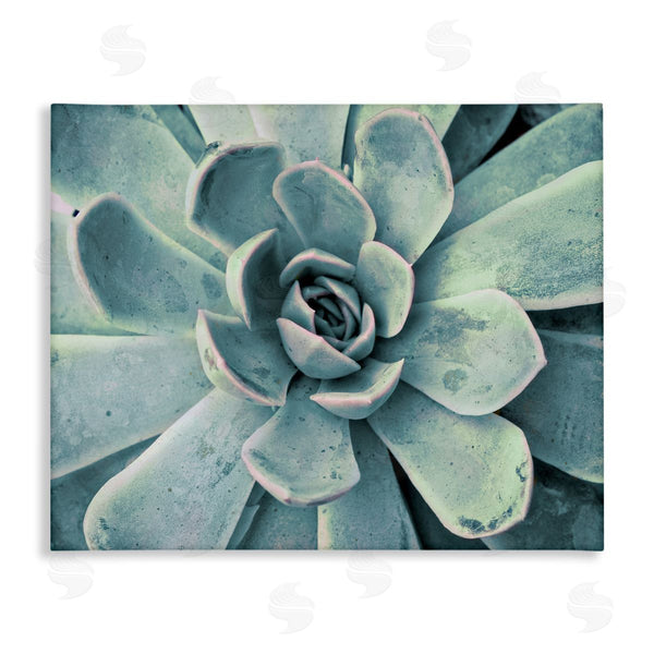 stupell industries Susan Bryant | Green Cactus Succulent