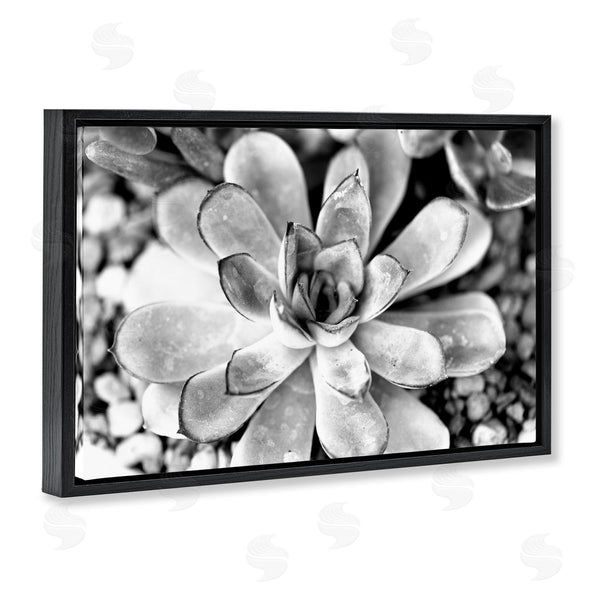 Stupell Industries Susan Bryant | Monochrome Succulent Leaves