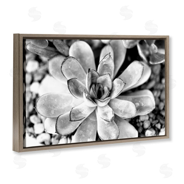 Stupell Industries Susan Bryant | Monochrome Succulent Leaves