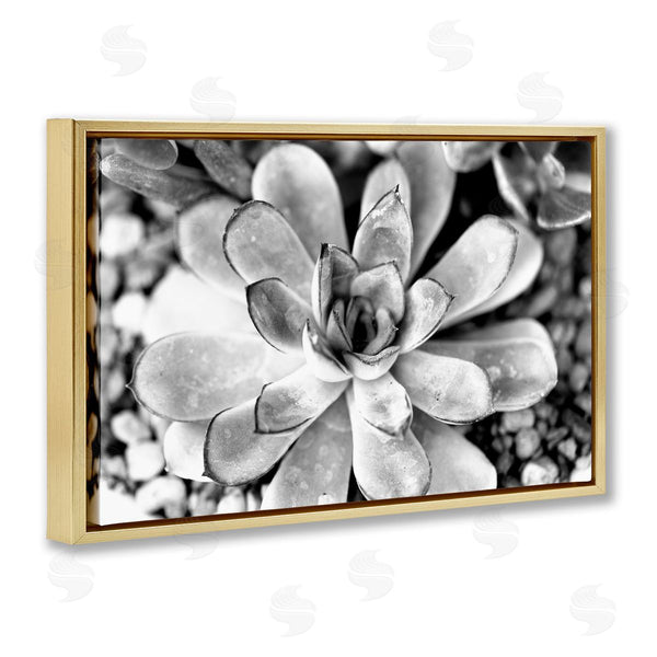 Stupell Industries Susan Bryant | Monochrome Succulent Leaves