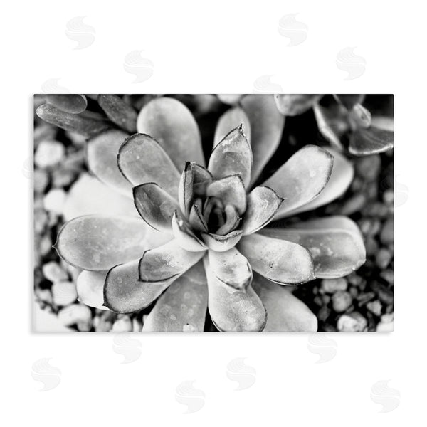 stupell industries Susan Bryant | Monochrome Succulent Leaves