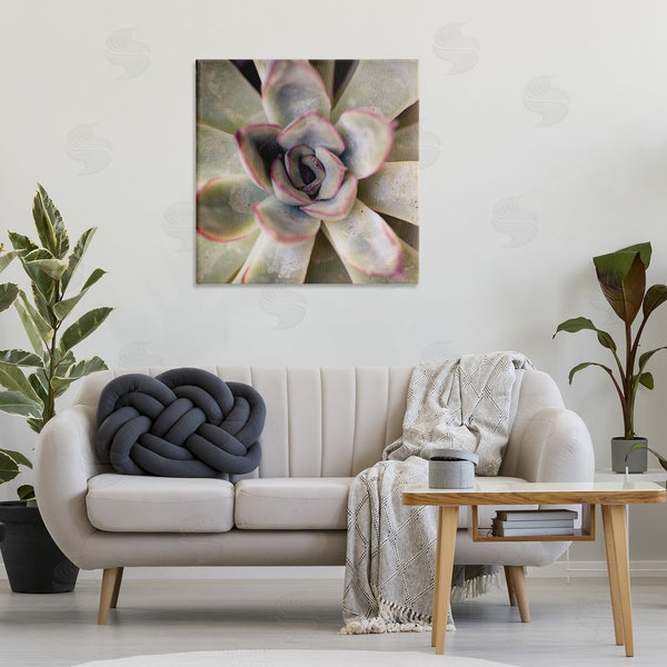 Stupell Industries Susan Bryant | Succulent Petals Pattern Wall Art