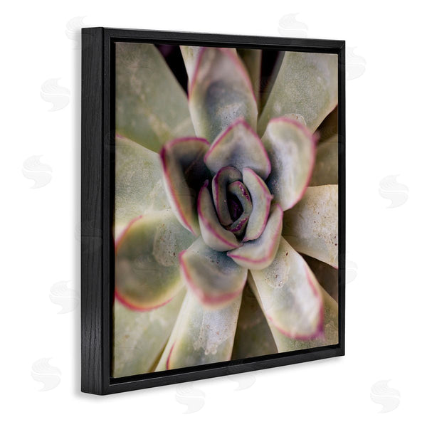 Stupell Industries Susan Bryant | Succulent Petals Pattern Wall Art