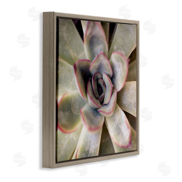 Stupell Industries Susan Bryant | Succulent Petals Pattern Wall Art