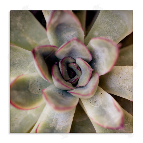 stupell industries Susan Bryant | Succulent Petals Pattern Wall Art