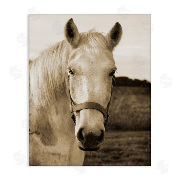 stupell industries Suzanne Foschino | Rustic Sepia tone Portrait of White Horse Wall Art