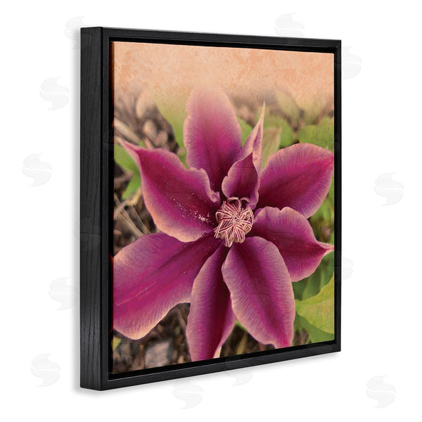 Stupell Industries Tammy Apple | Pink Clematis Flower Petals Blooming Sun Bleached Tones Wall Art