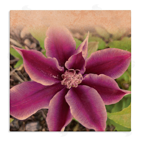 stupell industries Tammy Apple | Pink Clematis Flower Petals Blooming Sun Bleached Tones Wall Art
