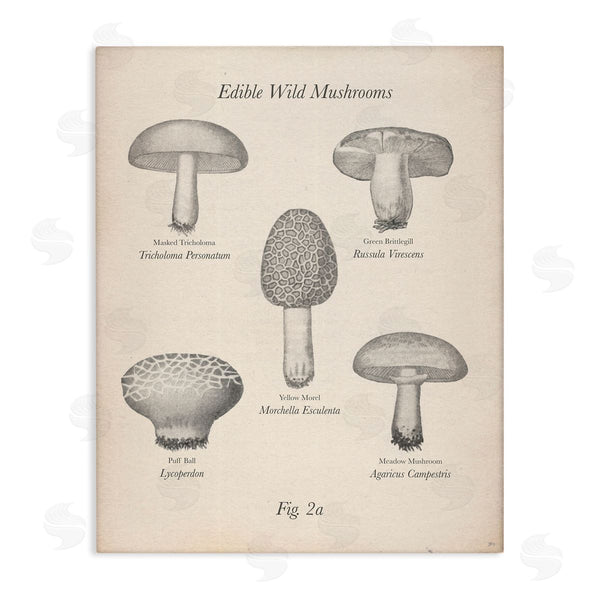 stupell industries The Saturday Evening Post | Edible Wild Mushrooms Vintage