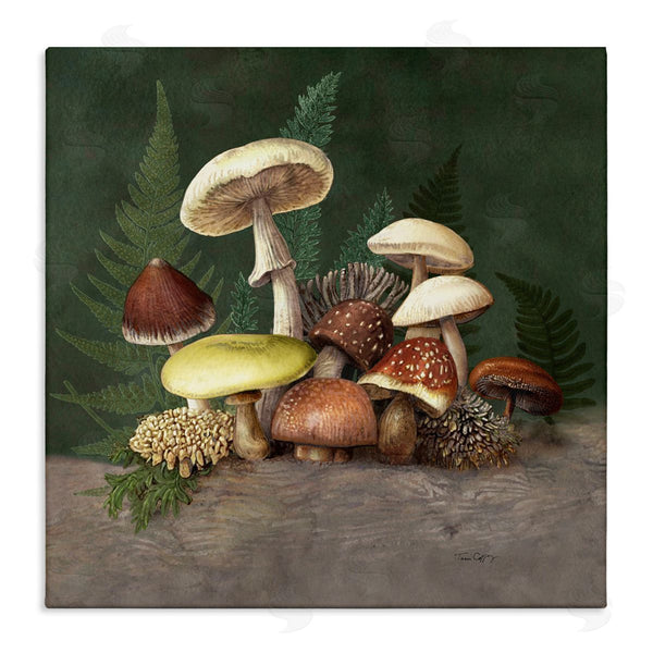 stupell industries Tim Coffey | Mushrooms and Ferns Nature