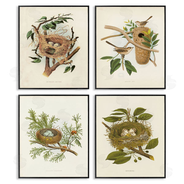 Stupell Industries Tina Higgins Designs Inc. | Bird Nest Forest Studies Wall Art
