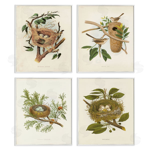 Stupell Industries Tina Higgins Designs Inc. | Bird Nest Forest Studies Wall Art