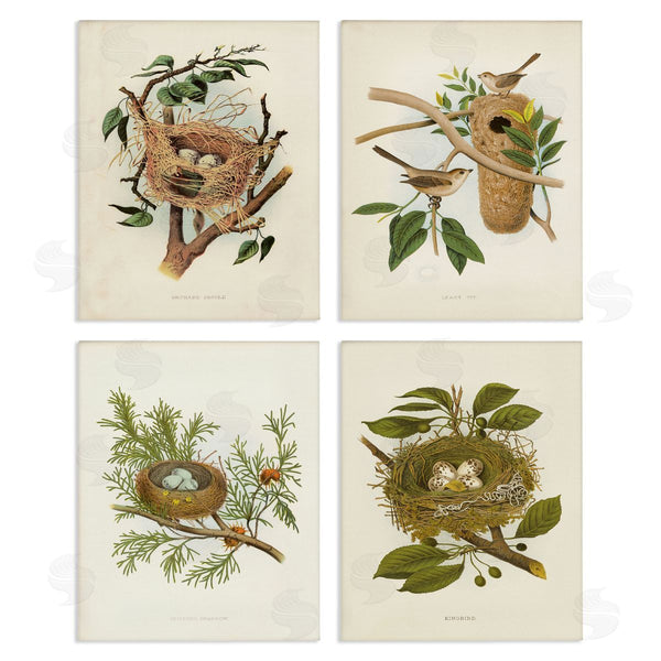 stupell industries Tina Higgins Designs Inc. | Bird Nest Forest Studies Wall Art