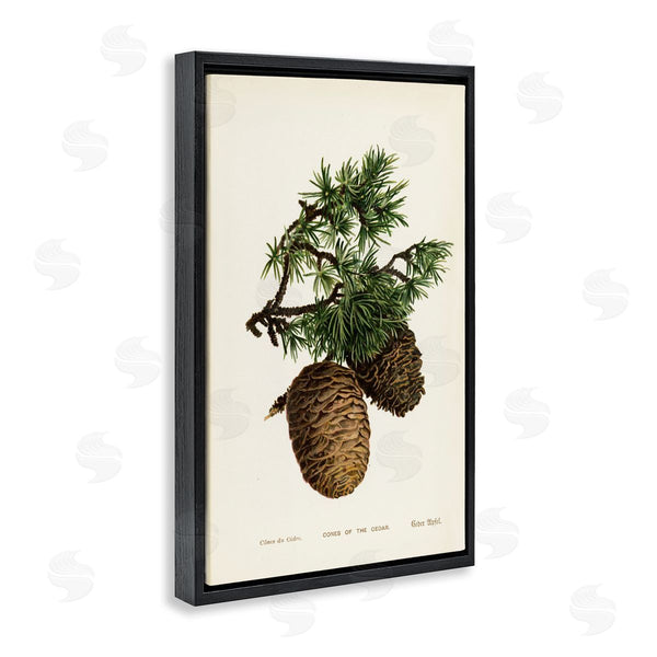Stupell Industries Tina Higgins Designs Inc. | Cedar Tree Pinecones