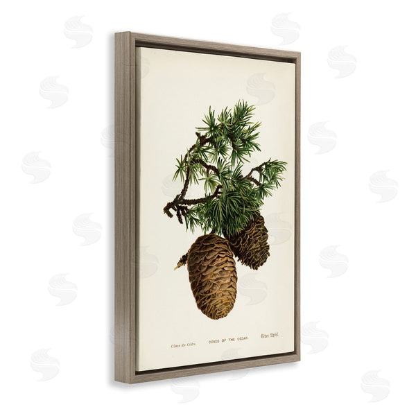 Stupell Industries Tina Higgins Designs Inc. | Cedar Tree Pinecones