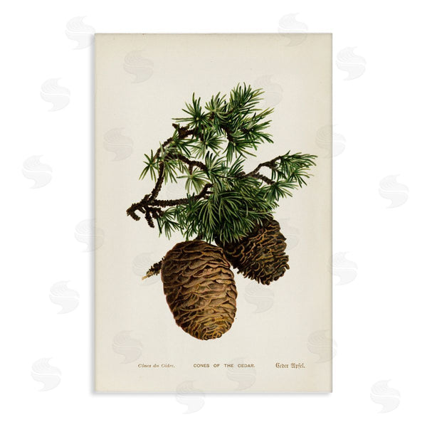 stupell industries Tina Higgins Designs Inc. | Cedar Tree Pinecones