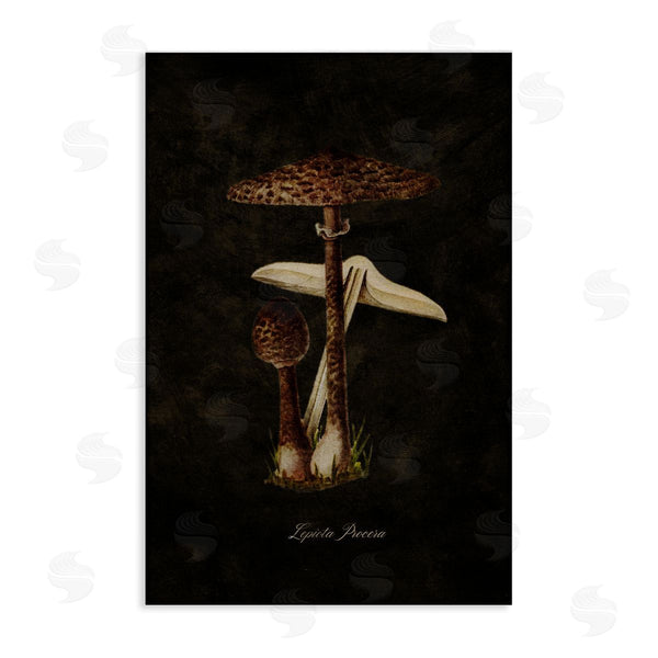 stupell industries Tina Higgins Designs Inc. | Dark Woodland Mushroom Wall Art