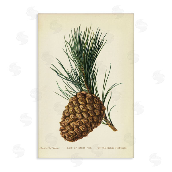stupell industries Tina Higgins Designs Inc. | Detailed Pine Cone Sprig