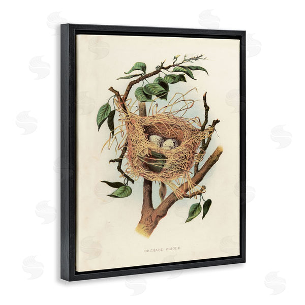 Stupell Industries Tina Higgins Designs Inc. | Eggs In Birdnest Study