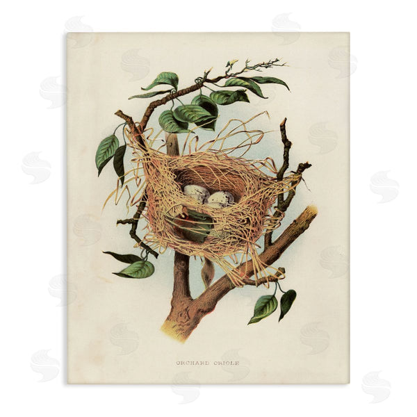 stupell industries Tina Higgins Designs Inc. | Eggs in Birdnest Study