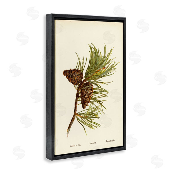Stupell Industries Tina Higgins Designs Inc. | Fir Tree Cones