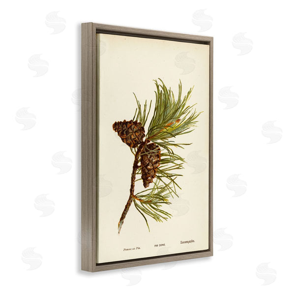 Stupell Industries Tina Higgins Designs Inc. | Fir Tree Cones