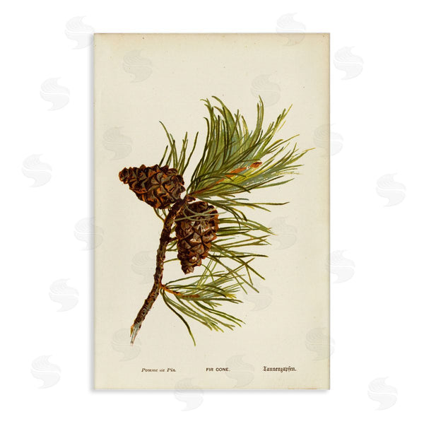 stupell industries Tina Higgins Designs Inc. | Fir Tree Cones