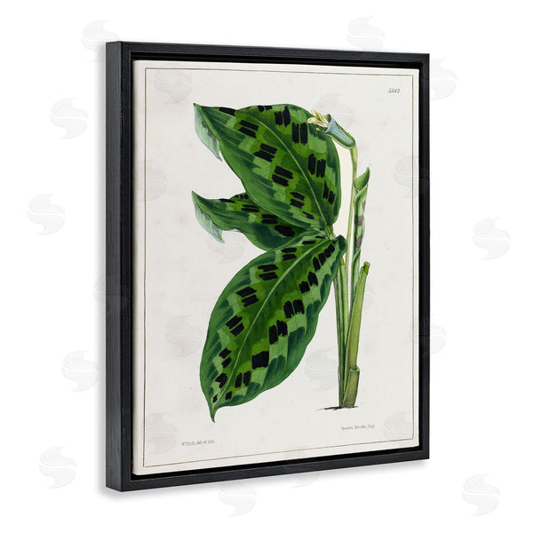 Stupell Industries Tina Higgins Designs Inc. | Lush Plant Leaf Study Wall Art