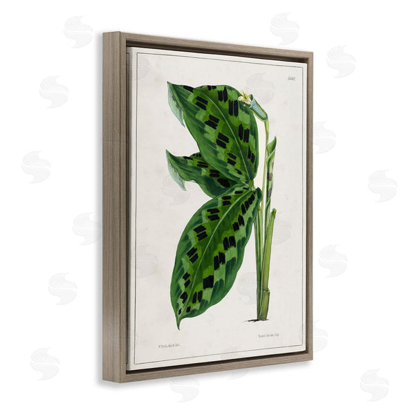 Stupell Industries Tina Higgins Designs Inc. | Lush Plant Leaf Study Wall Art