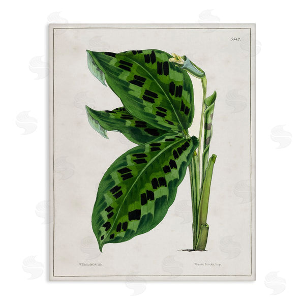 stupell industries Tina Higgins Designs Inc. | Lush Plant Leaf Study Wall Art