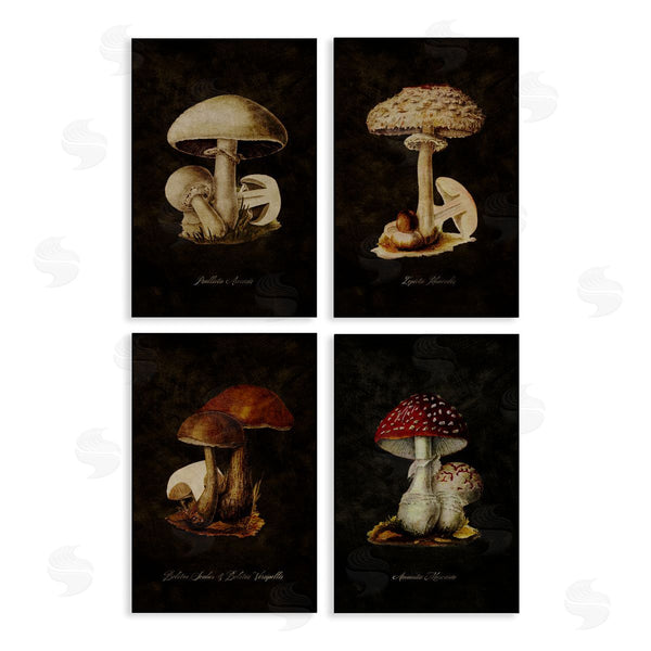 stupell industries Tina Higgins Designs Inc. | Mushroom Genus Studies Wall Art