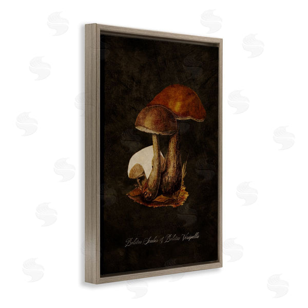 Stupell Industries Tina Higgins Designs Inc. | Mushroom Types Study Wall Art