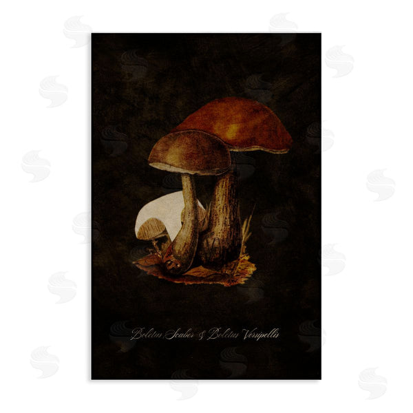 stupell industries Tina Higgins Designs Inc. | Mushroom Types Study Wall Art