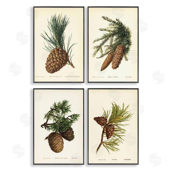 Stupell Industries Tina Higgins Designs Inc. | Pinecone Latin Studies Wall Art