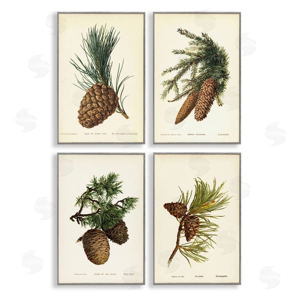 Stupell Industries Tina Higgins Designs Inc. | Pinecone Latin Studies Wall Art