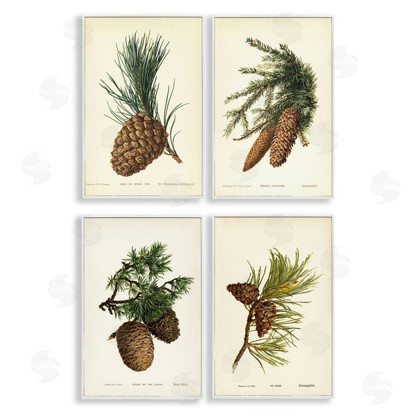 Stupell Industries Tina Higgins Designs Inc. | Pinecone Latin Studies Wall Art