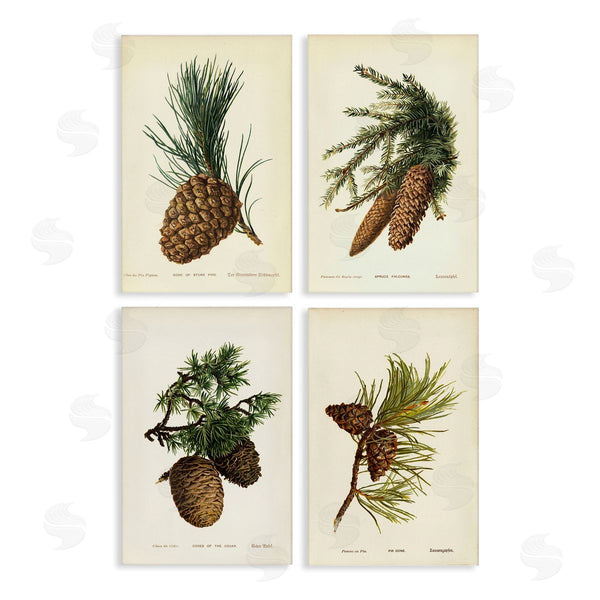 stupell industries Tina Higgins Designs Inc. | Pinecone Latin Studies Wall Art