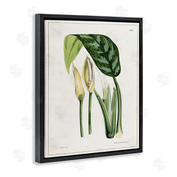 Stupell Industries Tina Higgins Designs Inc. | Pond Plant Study Wall Art