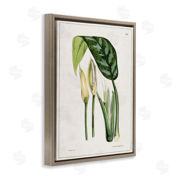 Stupell Industries Tina Higgins Designs Inc. | Pond Plant Study Wall Art